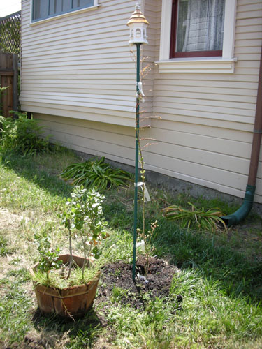 Variegated willow