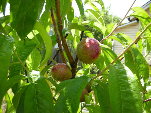 Nectarines