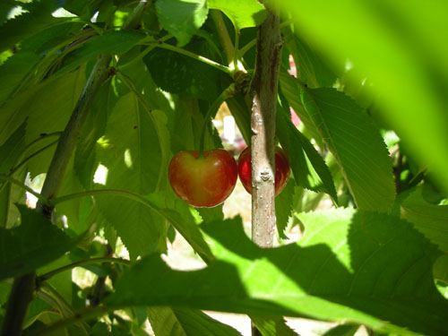 Sweet cherries