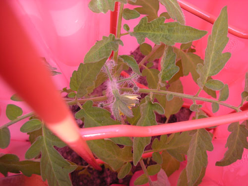 Black Krim tomato blossom