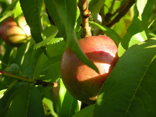 Snow Queen nectarine