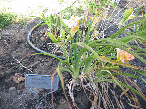 Tube in the daylilies