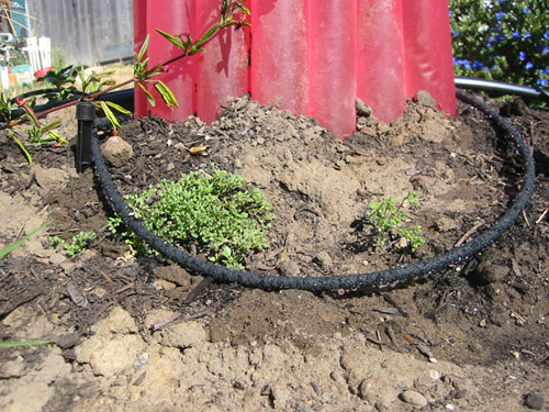 Drip line around the tomatoes