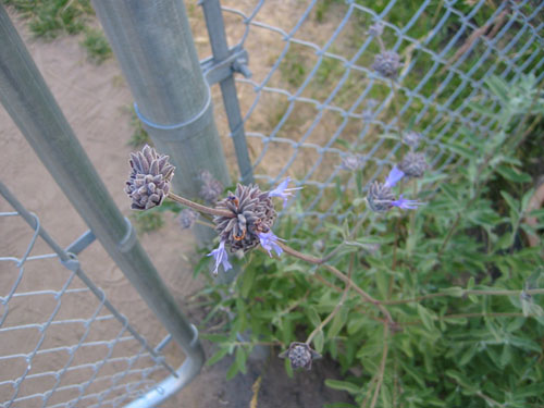 Salvia clevelandii Pozo Blue