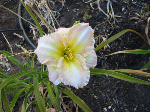 Daylily bloom