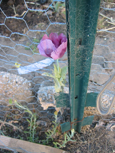 poppy volunteer