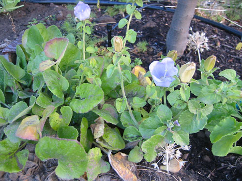 Campanula incurva