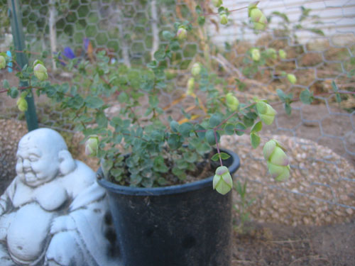 Origanum libanoticum