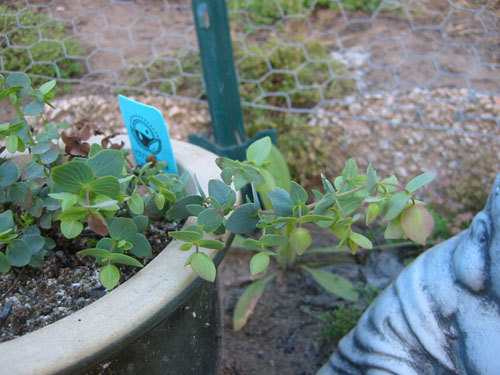 Oregano Kent Beauty