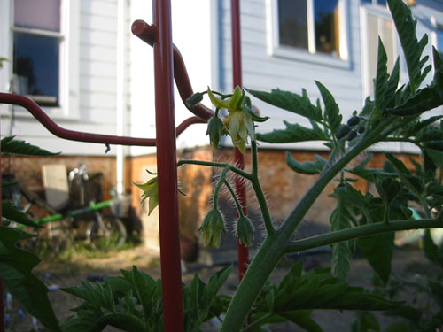 Tomato blossoms