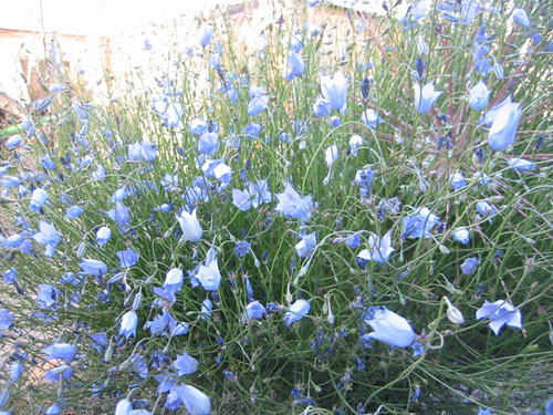 Wahlenbergia