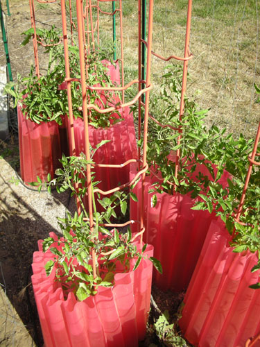 Big tomato bed