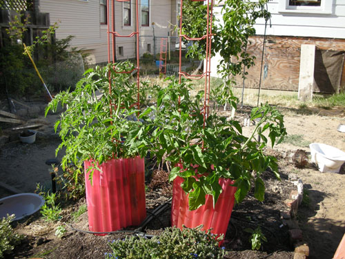 Brandywine and Roma tomato plants