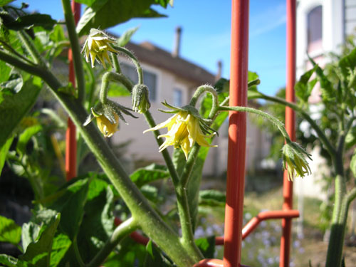 Tomato flowers