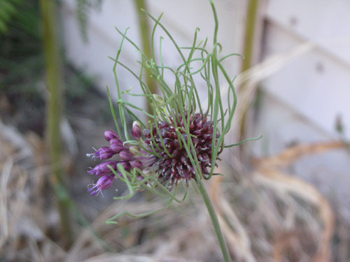 Hair Allium