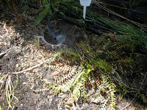 Sprinkler in the Fern Walk