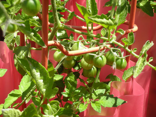 Sun Gold cherry tomatoes