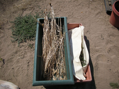 Drying seed pods