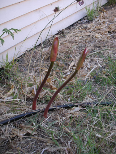 Amaryllia belladonna