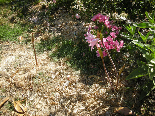 Amaryllis belladonna in the front garden