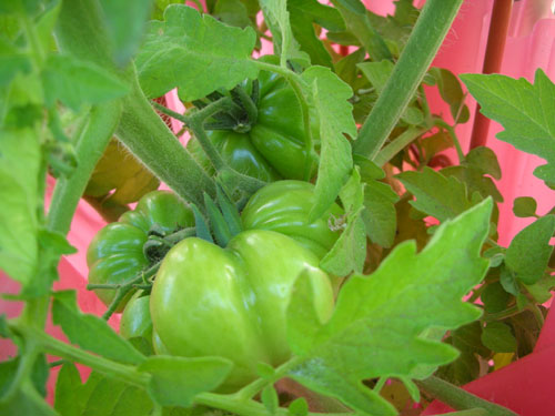 Costoluto Genovese tomatoes