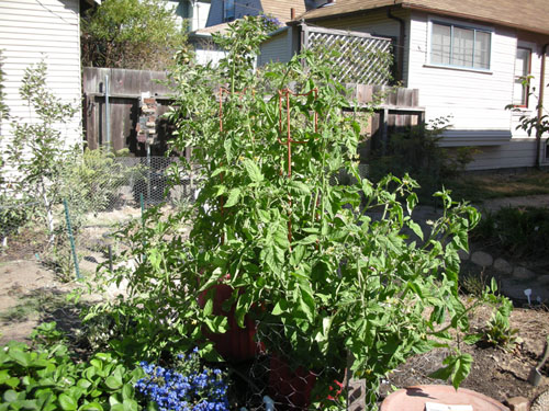 Killer tomato plants from outer space