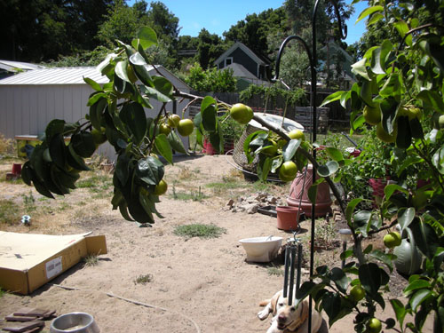 Bent Asian pear tree