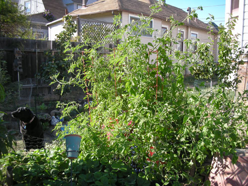 Eight foot tall tomatoes