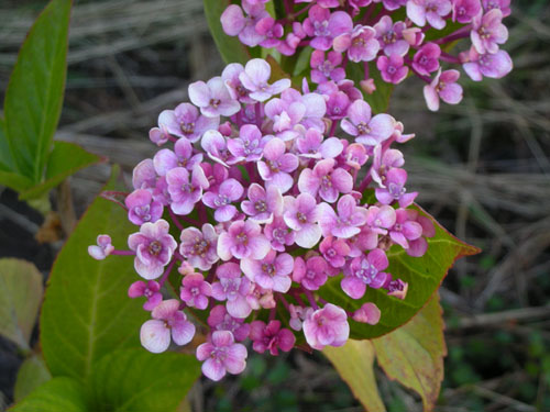 Hydrangea Ayesha