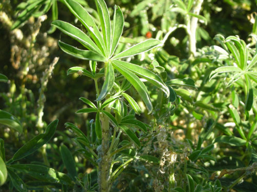 Lupine with bugs