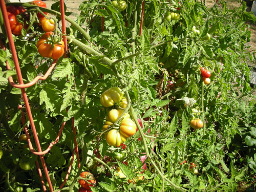 Tomatoes of madness