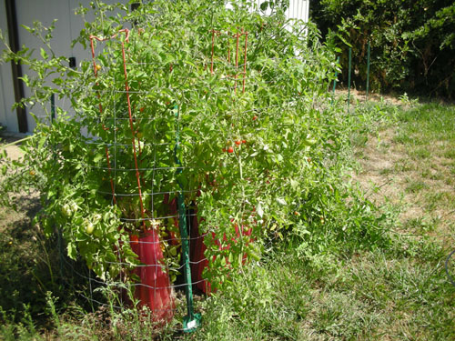 Tomato corral