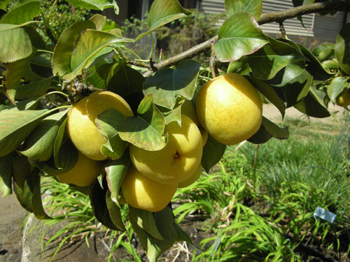 Asian pears on the tree