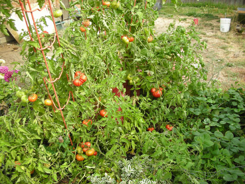 Tomatoes on the move