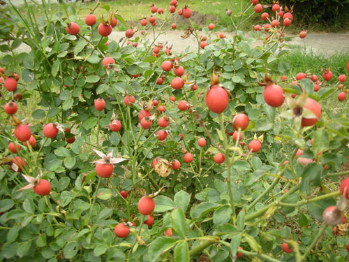 Rose hips