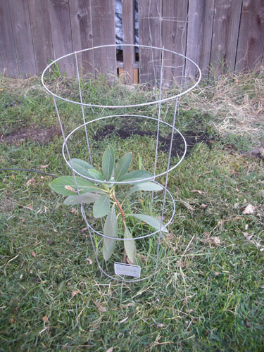 Edgeworthia crysantha in a tomato cage