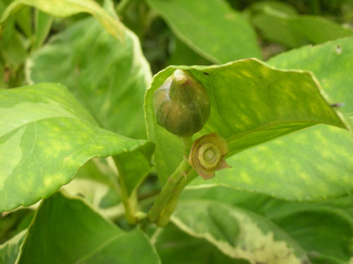 Variegated lemon fruit