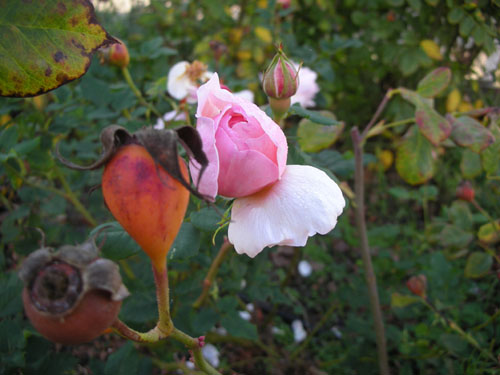 Rose hip and rose bud