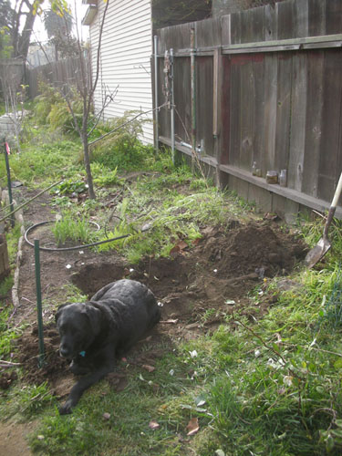 Dog in the dirt