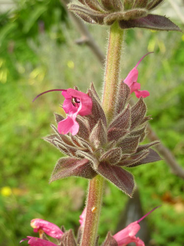 Salvia spathacea