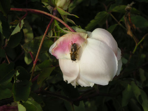Honey bee on a rose
