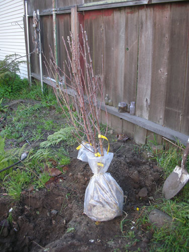 Bundled apple trees