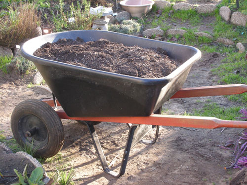 Wheelbarrow of compost