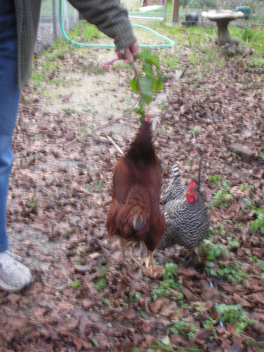 Chickens hopping for greens