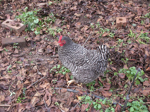 Barred Rock chicken