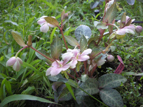 Helleborus lividus Pink Marble