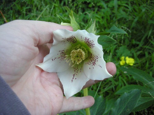 Helleborus Heavily Spotted Parent