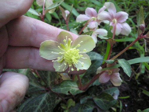 Inside of Helleborus lividus Pink Marble