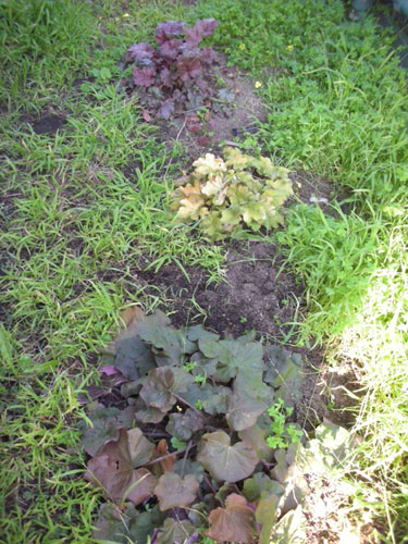 Heucheras uncovered