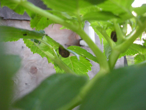 Snails in the tree dahlia